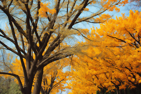 秋天户外森林的美丽景观图片
