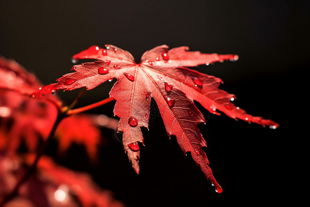 枫叶水滴素材红色的枫叶的特写镜头背景