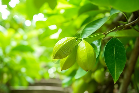 夏天果园中的杨桃果树图片