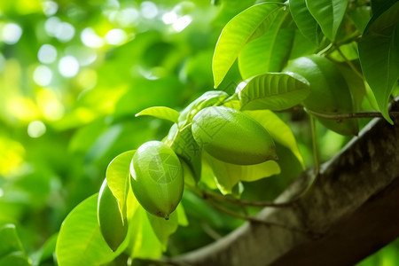 种植的杨桃果树图片