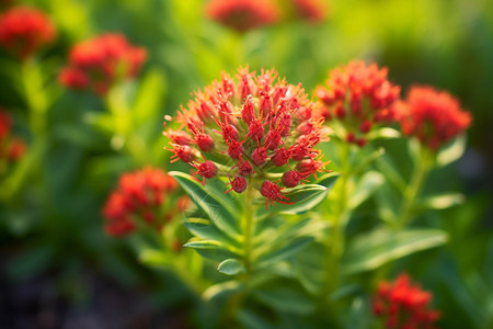 红景天植物的特写镜头高清图片