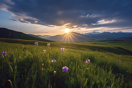 日出时分的大草原图片