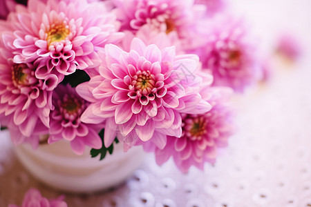 粉红色菊花的特写镜头图片