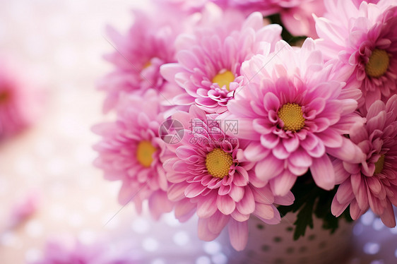 夏天盛开的粉红色菊花图片