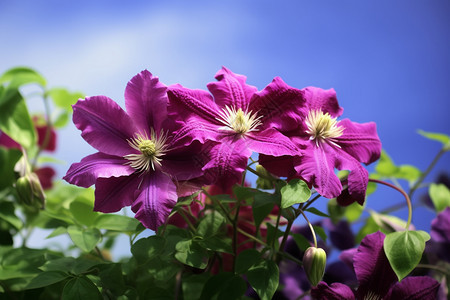 春天户外紫色的小花图片