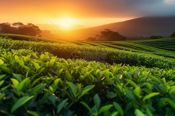 一片绿油油的茶园图片