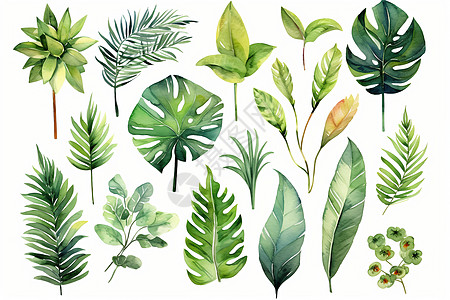 各种各样的热带植物背景图片