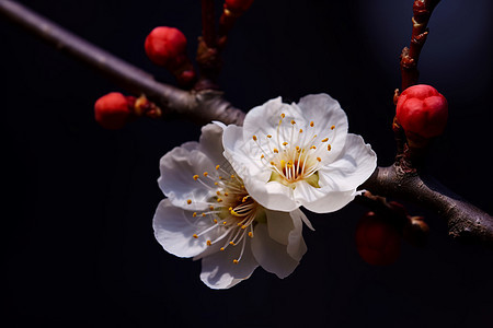 盛开的梅花图片