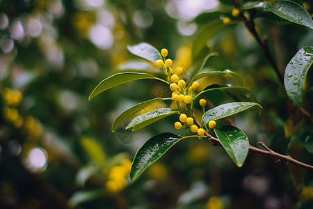 春天的桂花树枝桂花雨高清图片