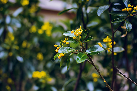 白露节气大自然的桂花背景