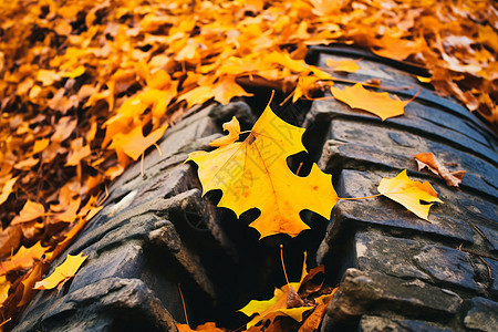 秋天街道上的落叶图片