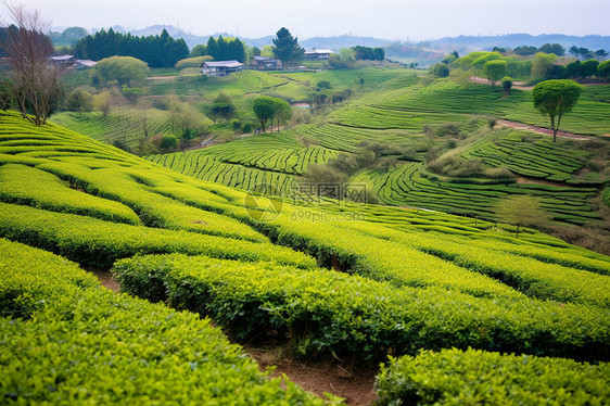 绿茶茶园自然风光图片