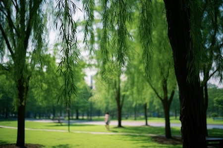 夏天的公园的植物图片