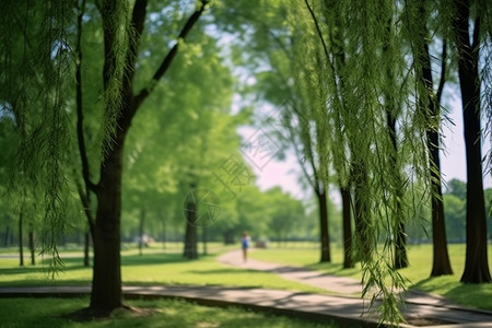 户外夏天的公园图片