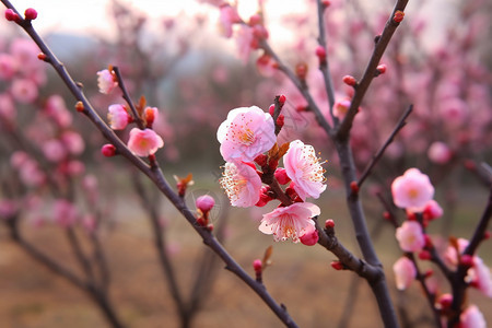 美丽的粉色桃花图片