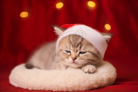 圣诞装饰的宠物猫图片