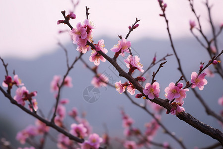 户外美丽的桃花图片