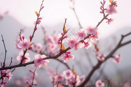 桃花树枝美丽的植物桃花背景