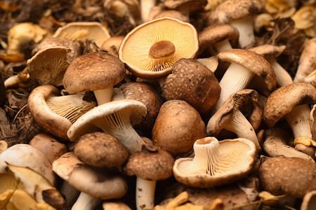营养的干蘑菇图片