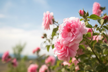 美丽花朵的层层花瓣图片