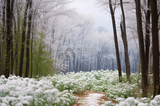 森林中的雪景图片