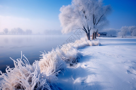 路边的树木落满了积雪图片