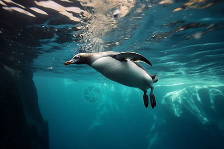 海洋里的企鹅图片