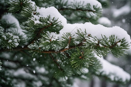 公园中覆盖白雪的松树枝图片