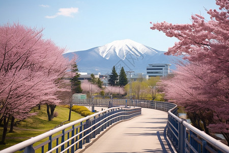 北海道樱花北海道的樱花街道背景