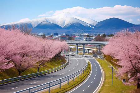 北海道樱花开花的樱花街道背景