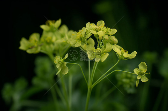 绿色柴胡植物图片