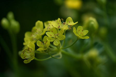 开花的绿色柴胡植物背景图片