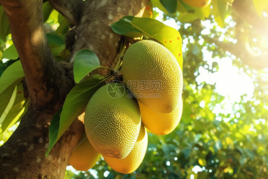 热带地区的菠萝蜜图片