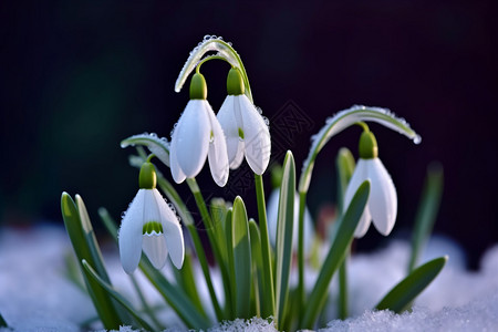 冬天雪地里的雪花莲花朵图片