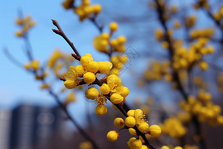 城市绿化鲜花图片