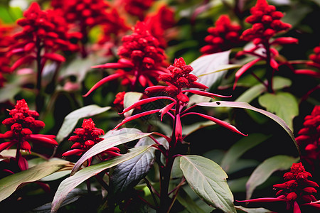 户外苗圃蓖麻种植高清图片