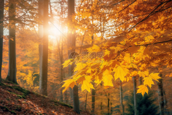 美丽的秋天森林风景图片