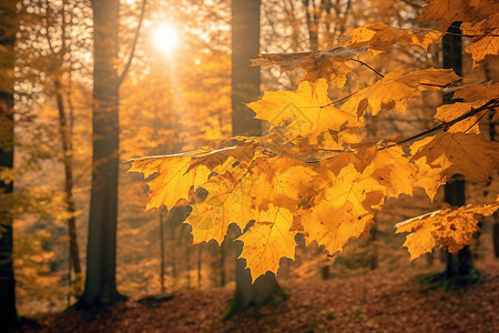 美丽的秋天森林图片