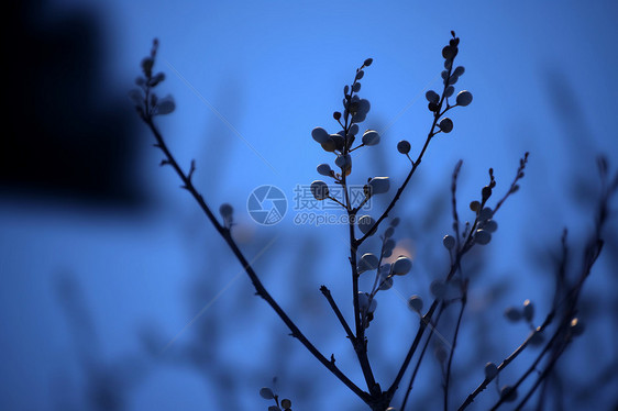 夜晚户外的树枝图片