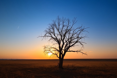日落时田野中的一棵枯树图片