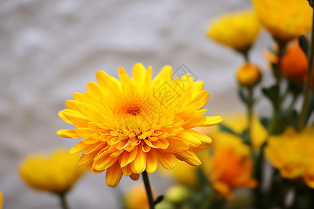 户外野生的黄色菊花图片