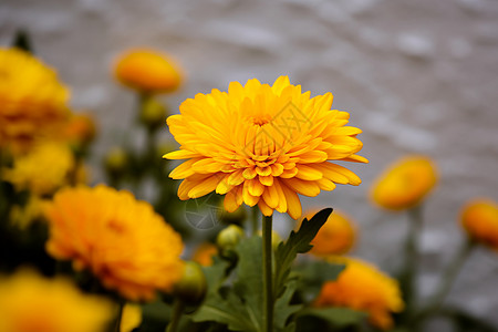 一朵黄色菊花野生的黄色菊花背景