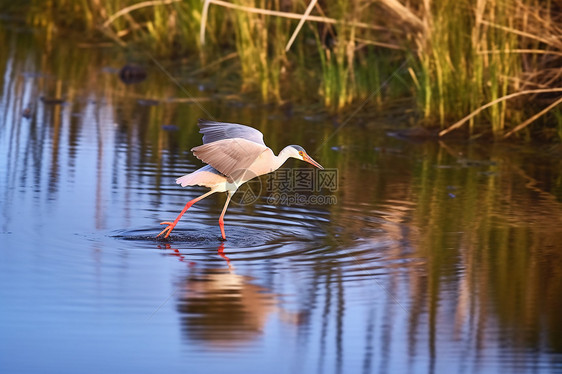 夏天芦苇池塘中的飞鹤图片