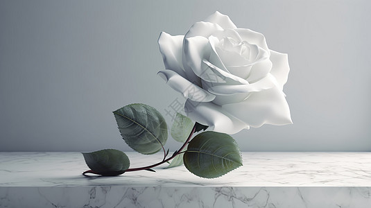 简约单色的玫瑰花朵背景图片