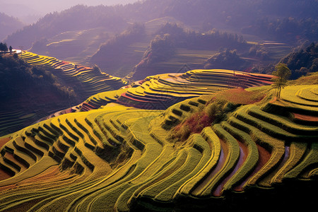 水稻种在梯田里图片