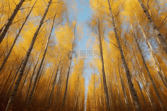 金色的杨树林图片