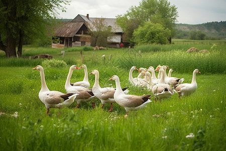 村庄的一群鹅背景图片
