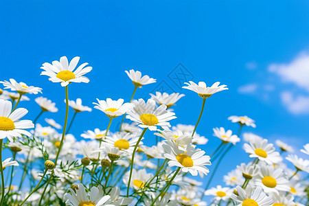 蓝天背景上的白色雏菊图片