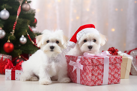 圣诞节装扮的小狗图片