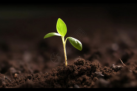 生长的植物幼苗图片